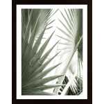 Palm Leaves Poster