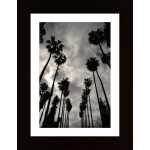 Palms Poster