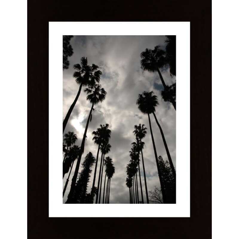 Palms Poster