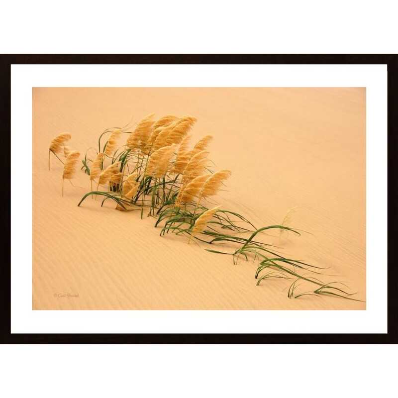 Pampas Grass In Sand Dune Poster