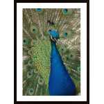 Peacock Portrait Poster