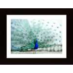 Peacock Poster