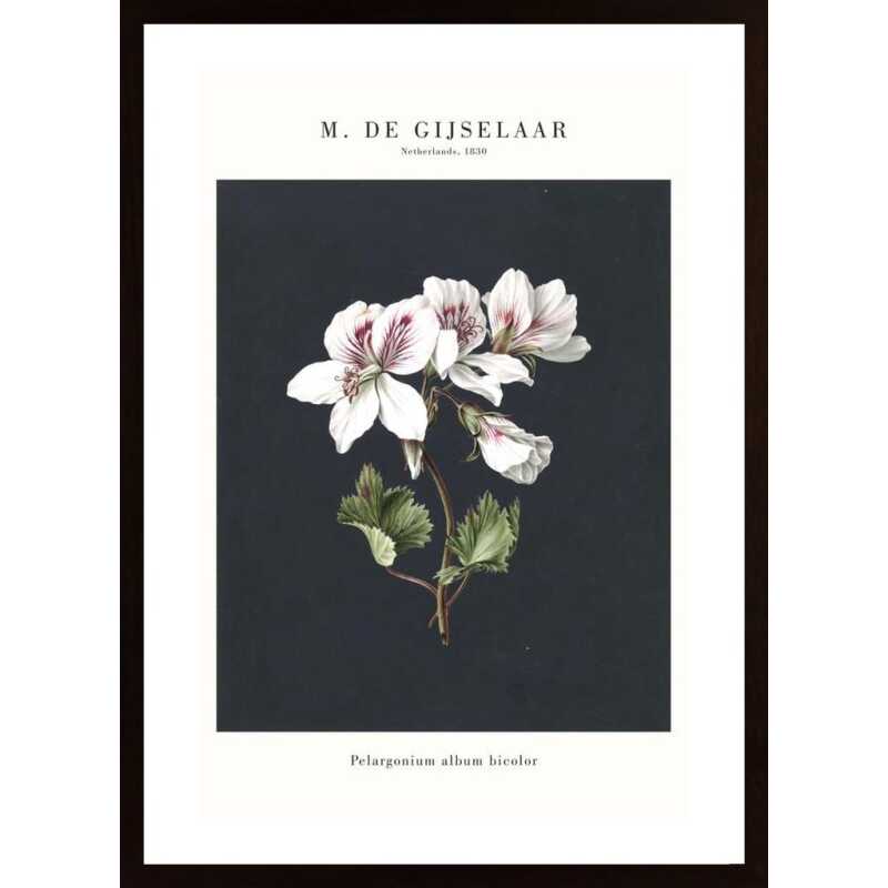 Pelargonium Flower Poster