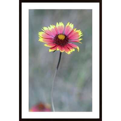 Pink Aster Poster