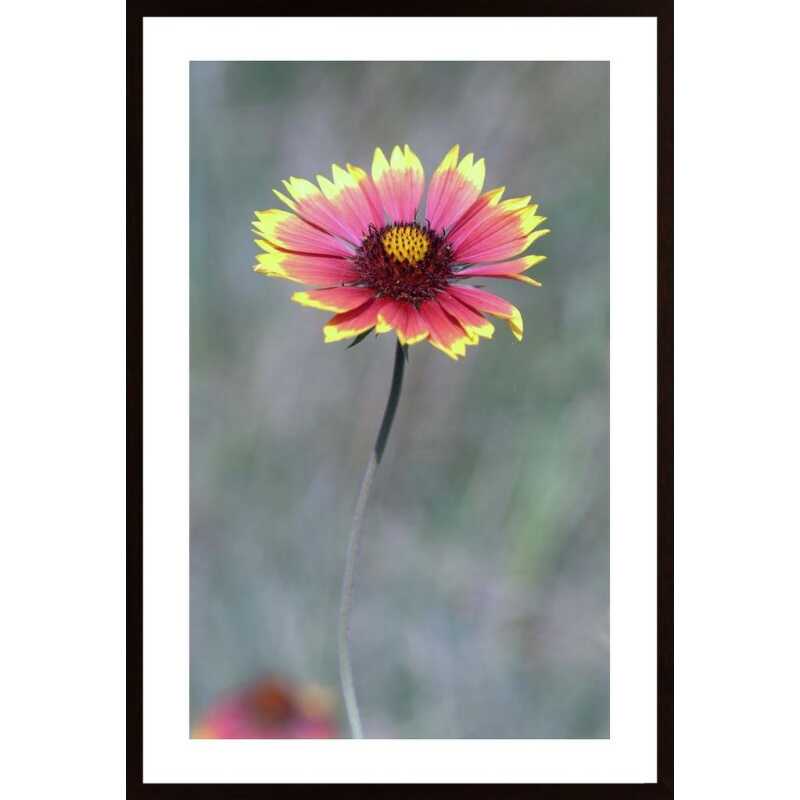 Pink Aster Poster