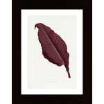 Pink Canna Atronigricans Leaf Illustration Poster