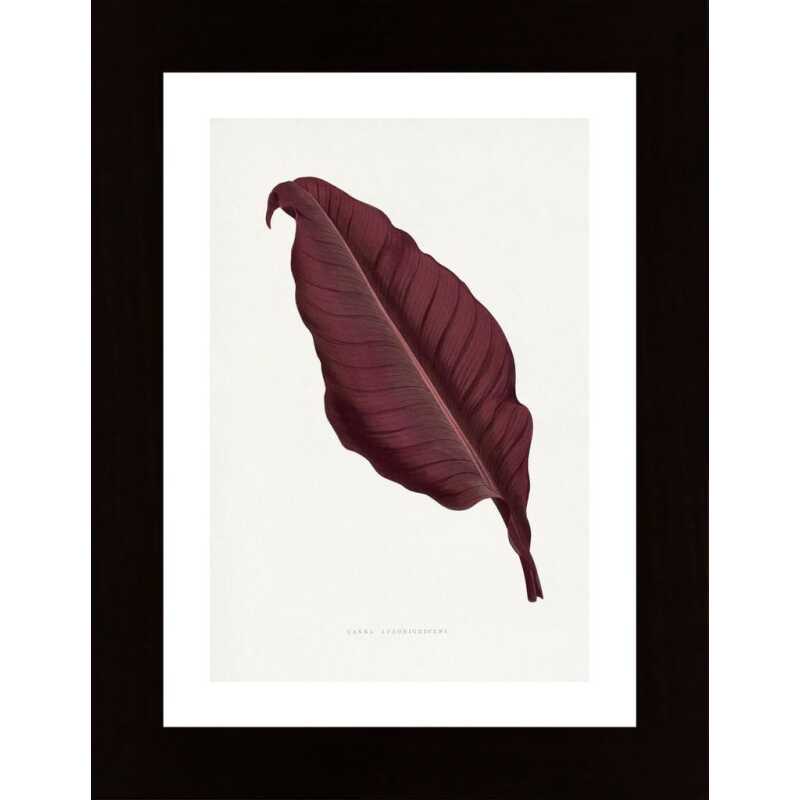 Pink Canna Atronigricans Leaf Illustration Poster