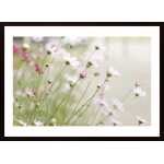 Pink Flowerbed Poster