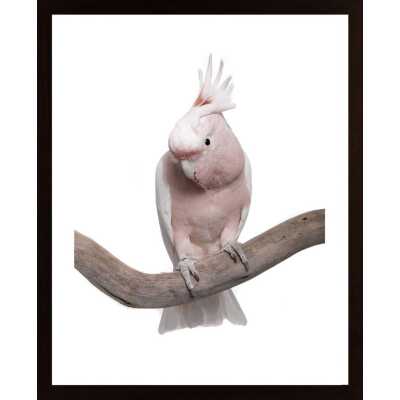 Pink Parrot Poster