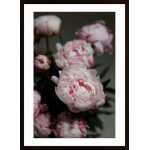 Pink Peonies 2 Poster