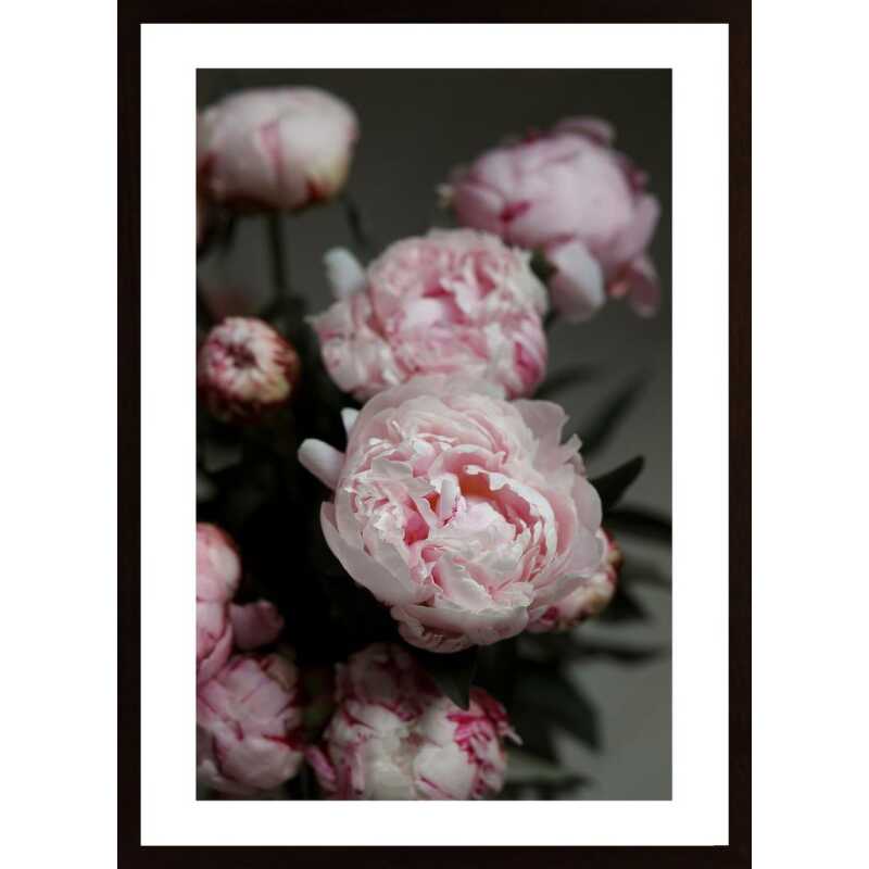 Pink Peonies 2 Poster Pink Peonies 2 Poster