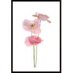 Pink Poppy Poster