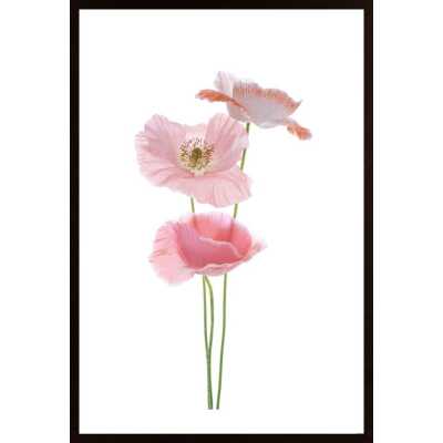 Pink Poppy Poster