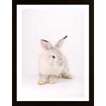 Pink Rabbit 1 Poster