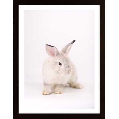 Pink Rabbit 1 Poster