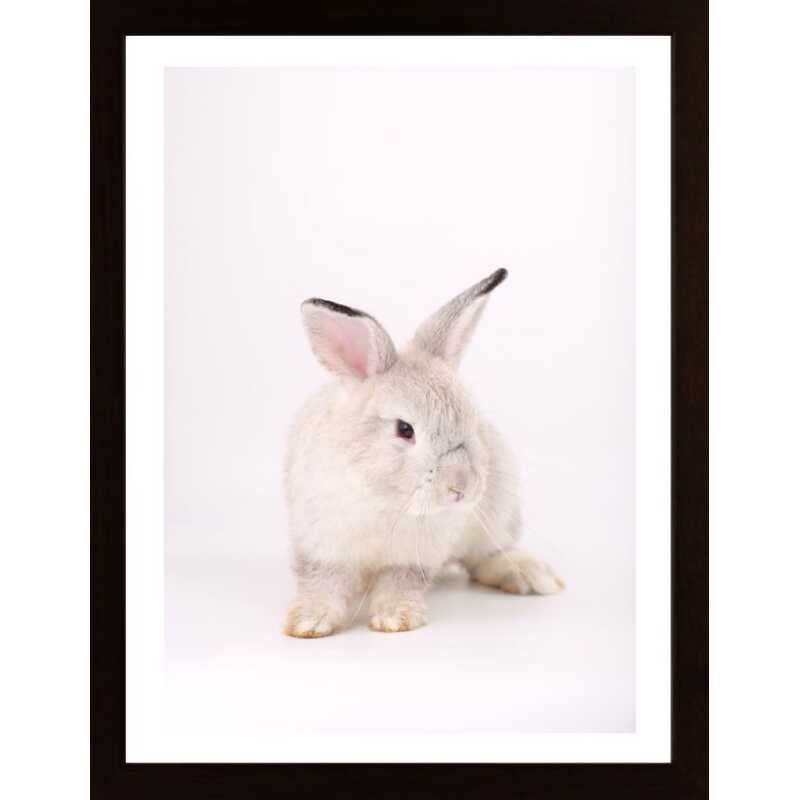 Pink Rabbit 1 Poster