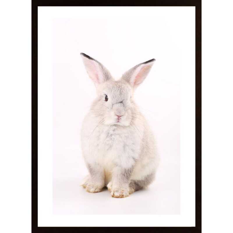 Pink Rabbit 2 Poster