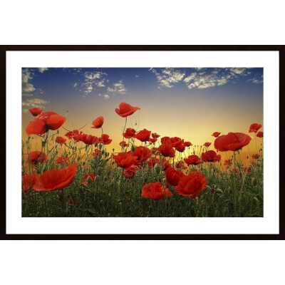 Poppies Poster