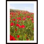 Poppies Poster