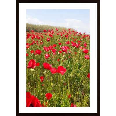 Poppies Poster
