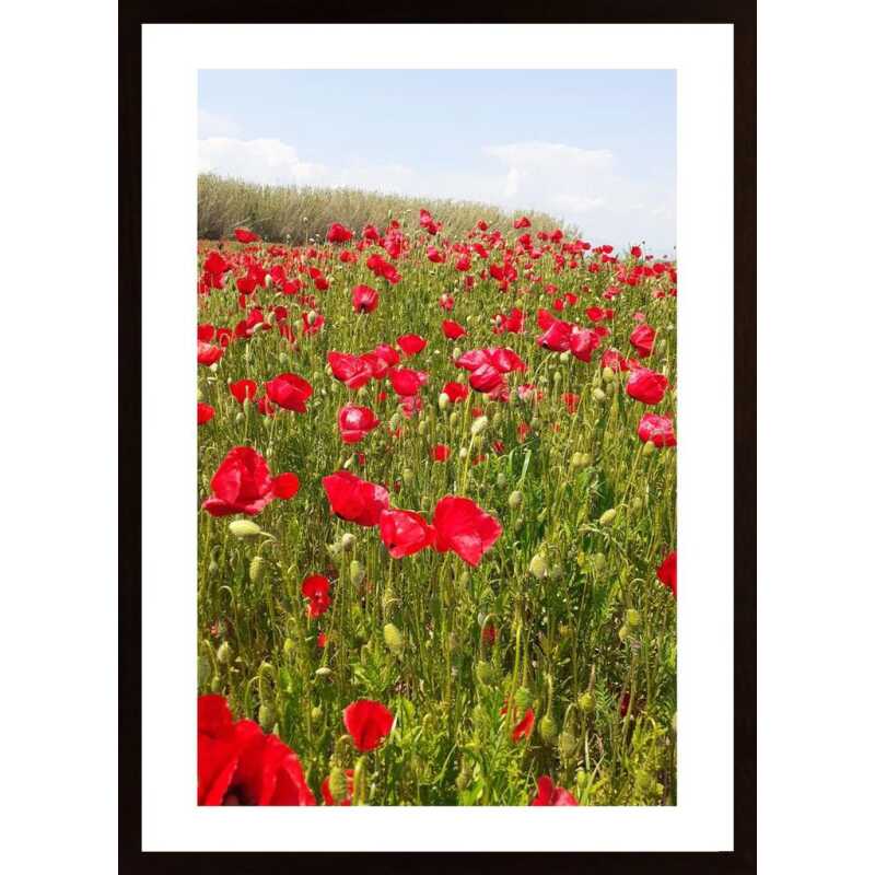 Poppies Poster