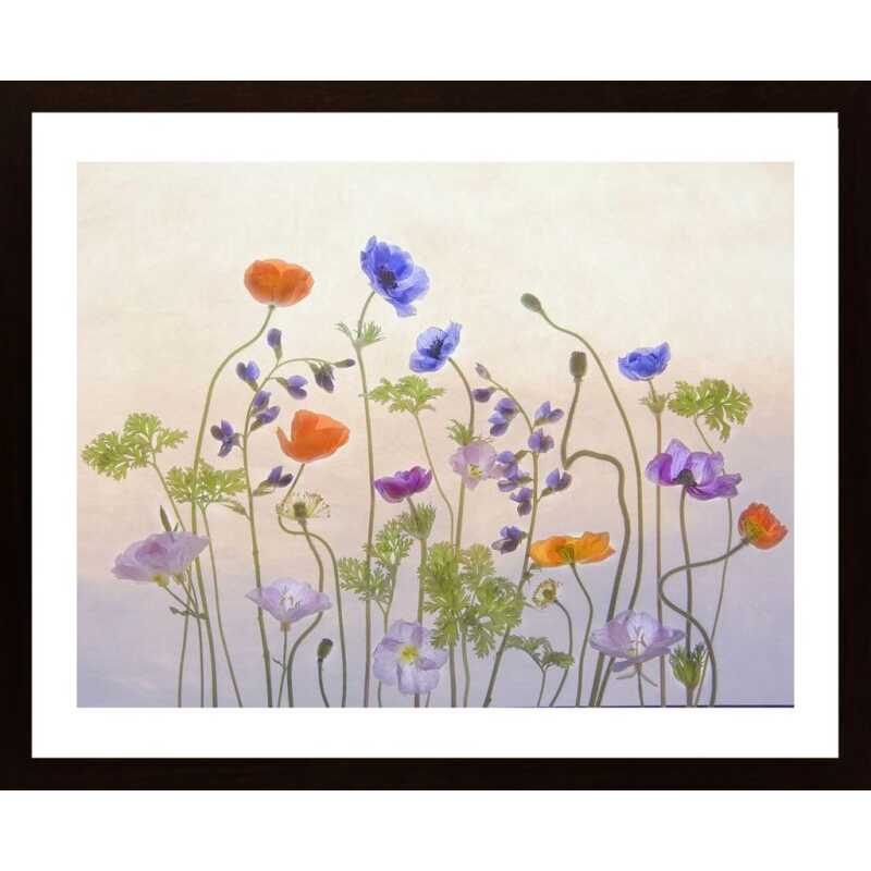 Poppy A Anemone Poster