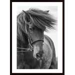 Portrait Horse Poster