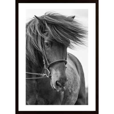Portrait Horse Poster
