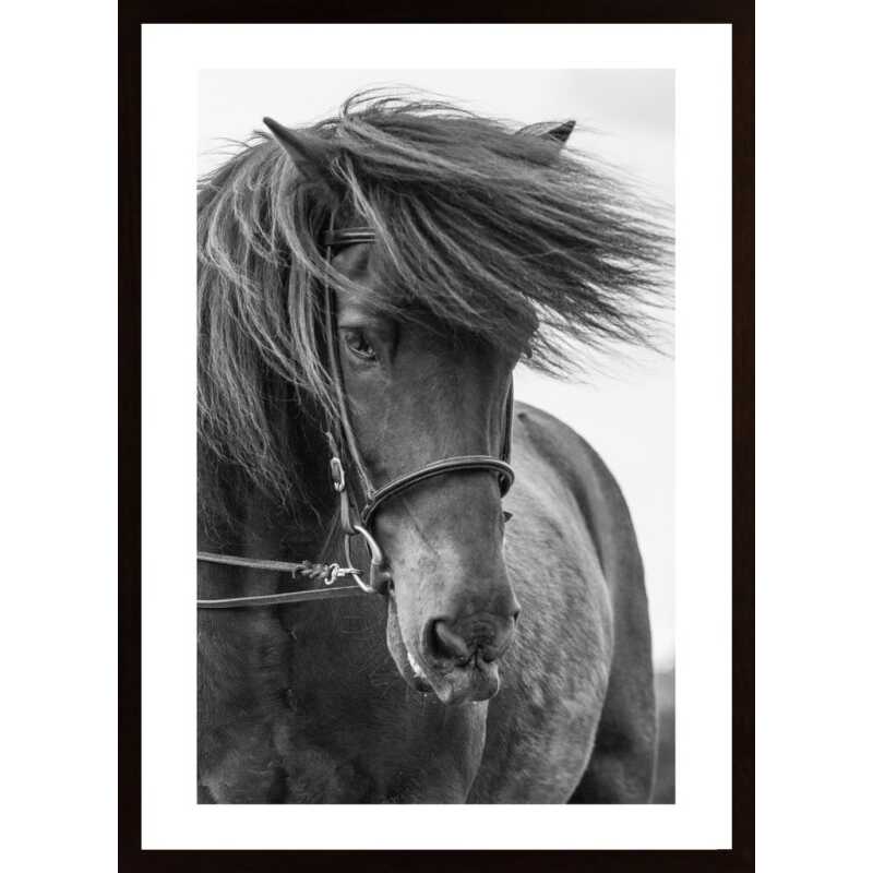 Portrait Horse Poster