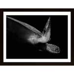 Portrait Of A Sea Turtle In Black And White (Ii) Poster