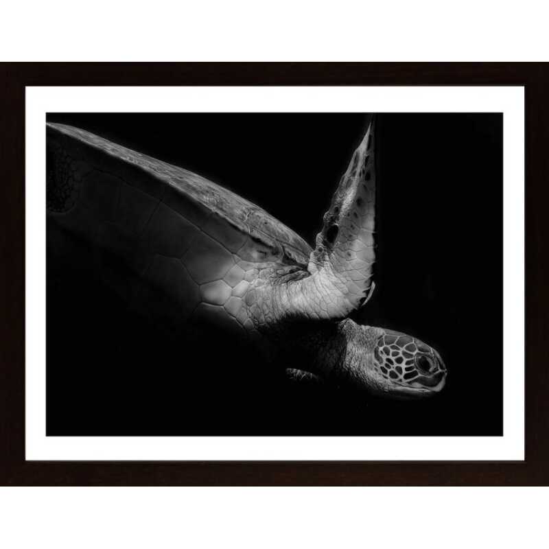 Portrait Of A Sea Turtle In Black And White (Ii) Poster