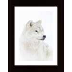 Portrait Of An Arctic Wolf Poster