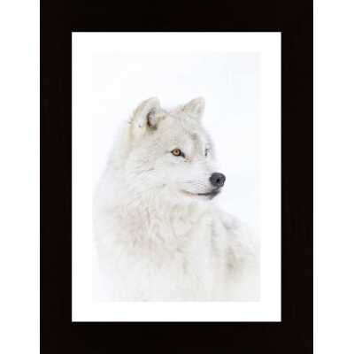 Portrait Of An Arctic Wolf Poster
