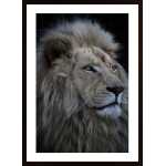 Proud Lion Poster