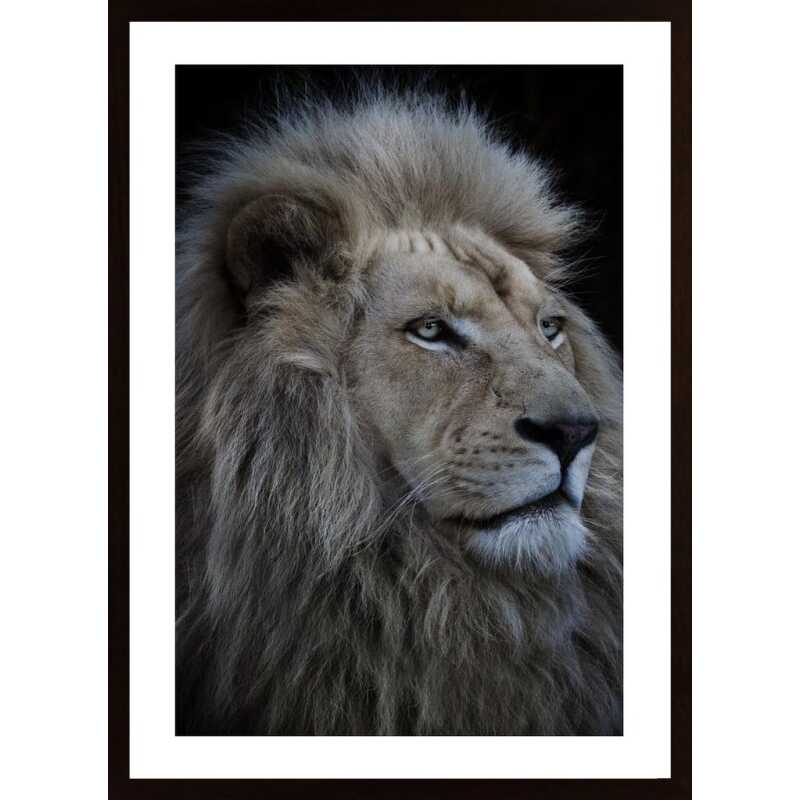 Proud Lion Poster