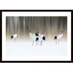 Red-Crested White Cranes Poster