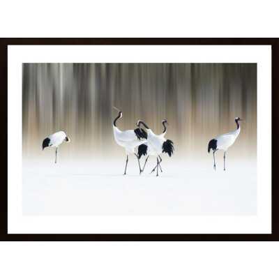 Red-Crested White Cranes Poster