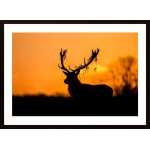Red Deer Stag Silhouette Poster