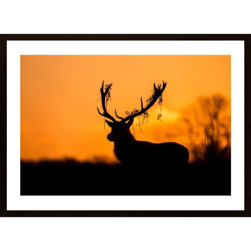 Red Deer Stag Silhouette Poster