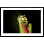 Red-Eyed Tree Frog Poster