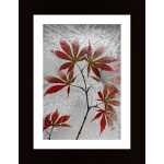 Red Maple Poster