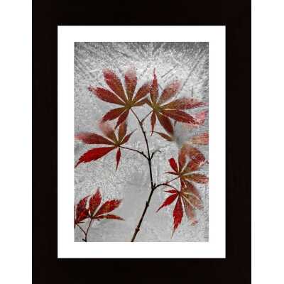 Red Maple Poster