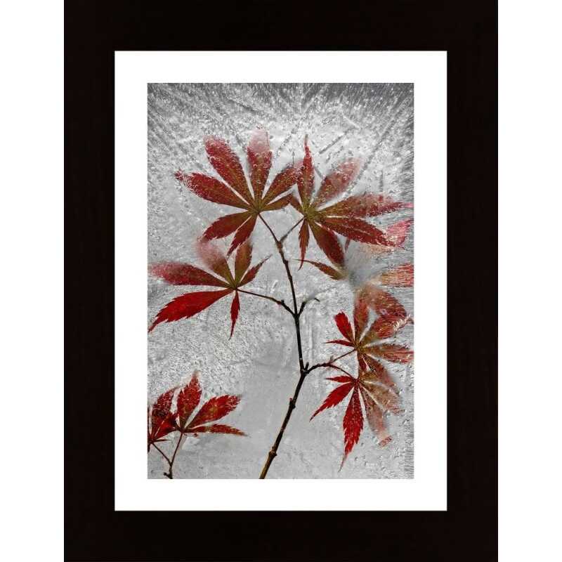 Red Maple Poster