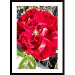 Red Rose Poster