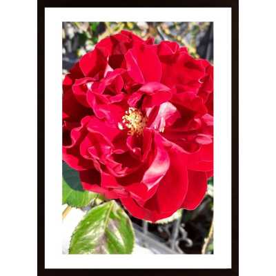 Red Rose Poster