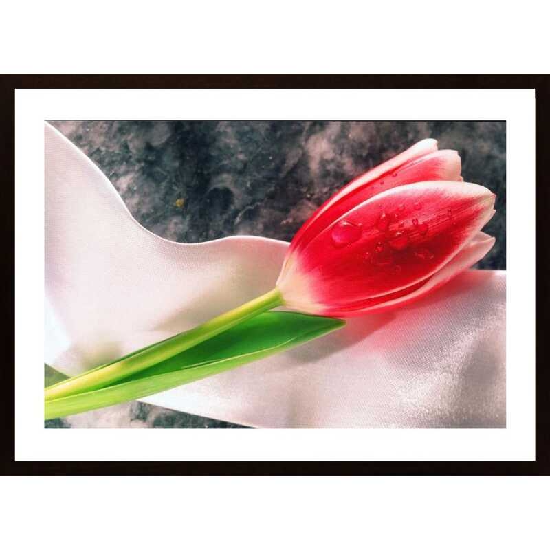 Red Tulip Poster