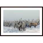 Reindeers Poster