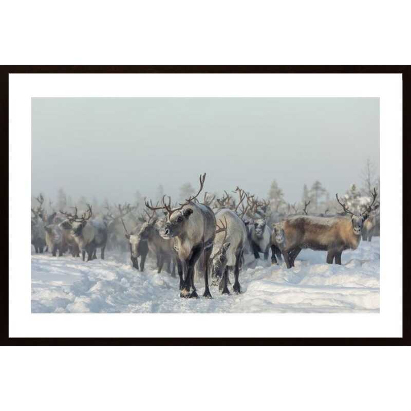 Reindeers Poster