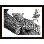 Resting Leopard Poster