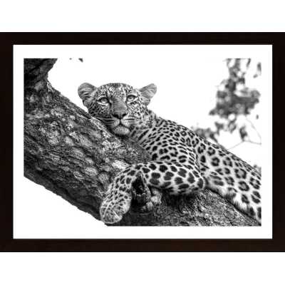 Resting Leopard Poster